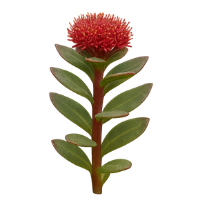 Rhodiola Rosea